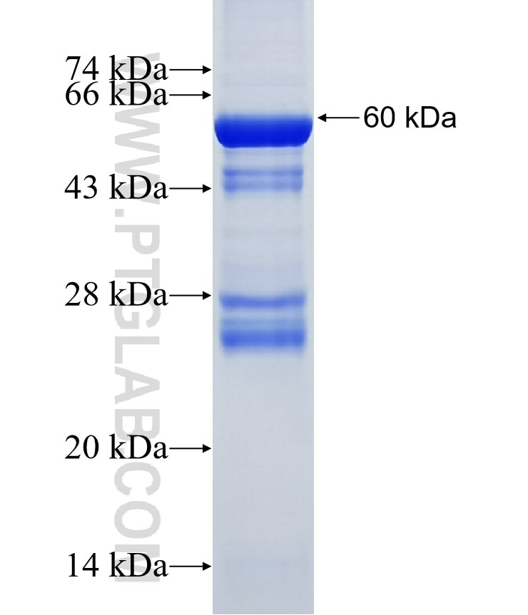 SLC25A3 fusion protein Ag0667 SDS-PAGE