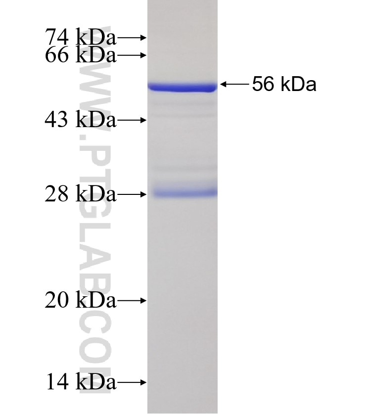 SLC25A3 fusion protein Ag8698 SDS-PAGE
