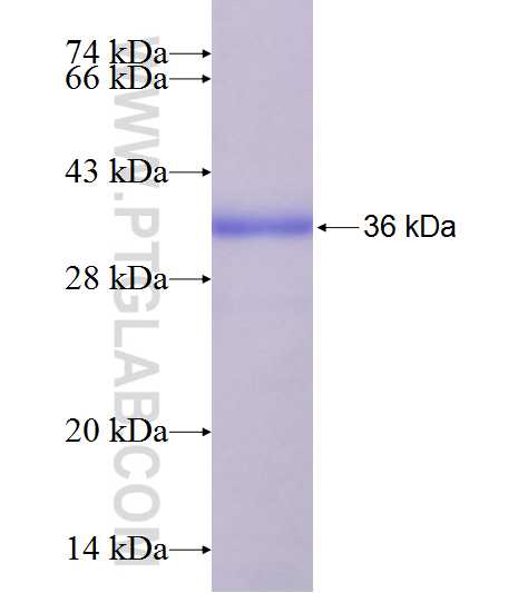 SLC25A3 fusion protein Ag9154 SDS-PAGE
