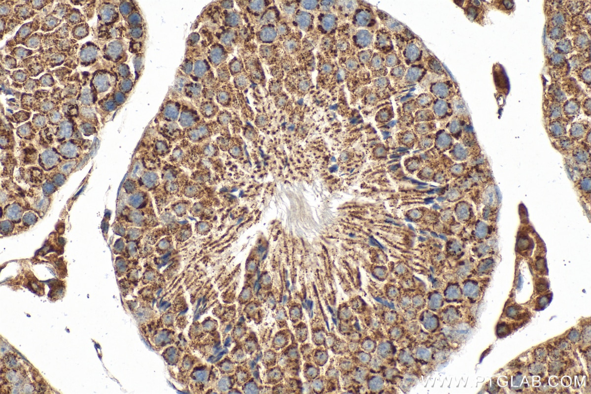 Immunohistochemistry (IHC) staining of mouse testis tissue using SLC25A31/ANT4 Polyclonal antibody (33263-1-AP)