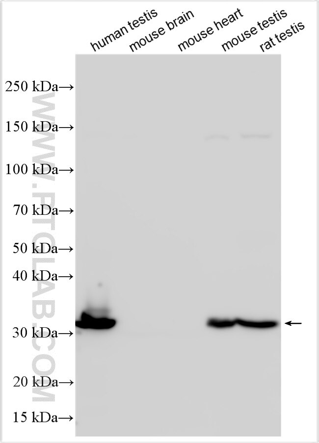 Western Blot (WB) analysis of various lysates using SLC25A31/ANT4 Polyclonal antibody (33263-1-AP)