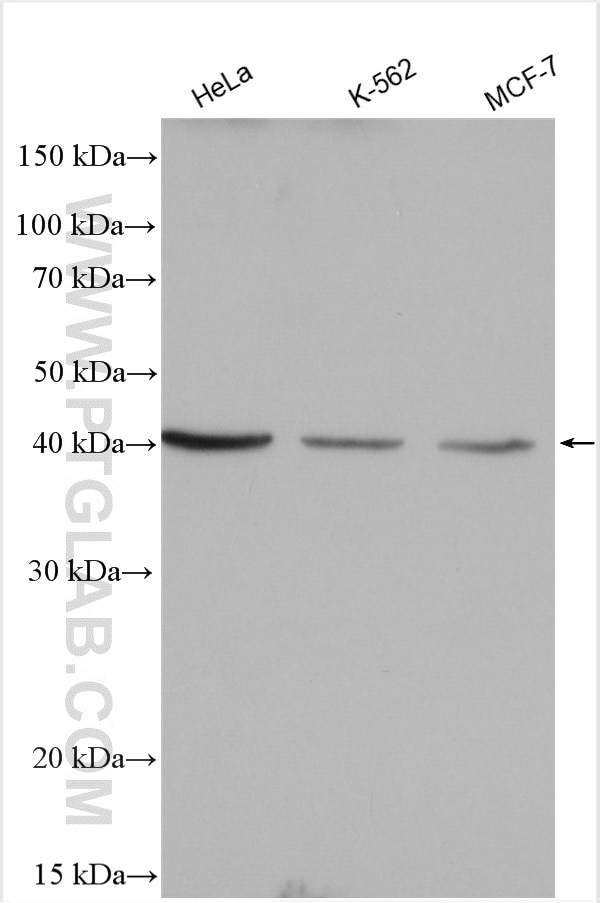 Western Blot (WB) analysis of various lysates using SLC25A32 Polyclonal antibody (13080-1-AP)