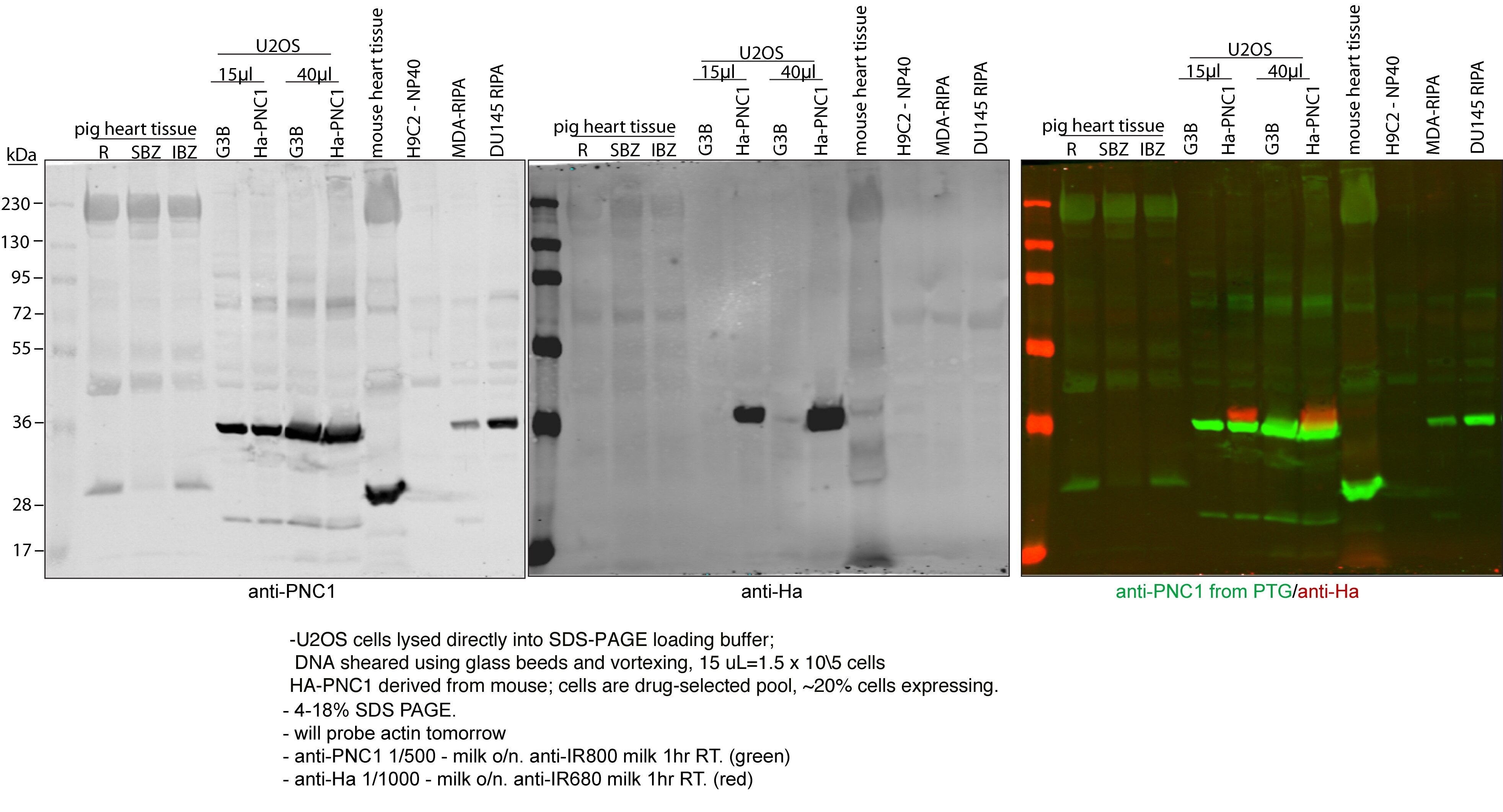 Western Blot (WB) analysis of U2Os cells using SLC25A33 Polyclonal antibody (17794-1-AP)