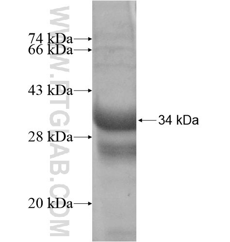 SLC25A33 fusion protein Ag11926 SDS-PAGE