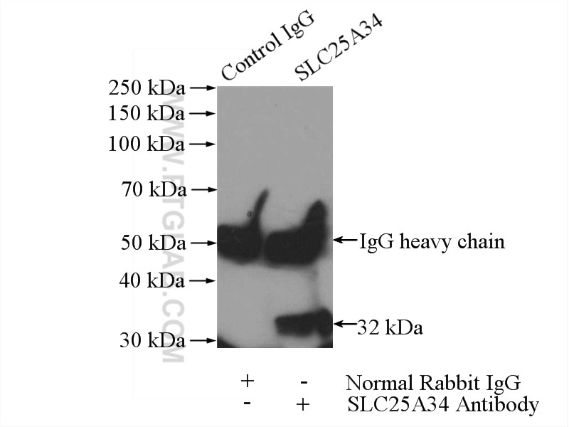 Immunoprecipitation (IP) experiment of HepG2 cells using SLC25A34 Polyclonal antibody (17557-1-AP)