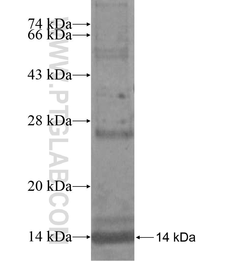 SLC25A35 fusion protein Ag17064 SDS-PAGE