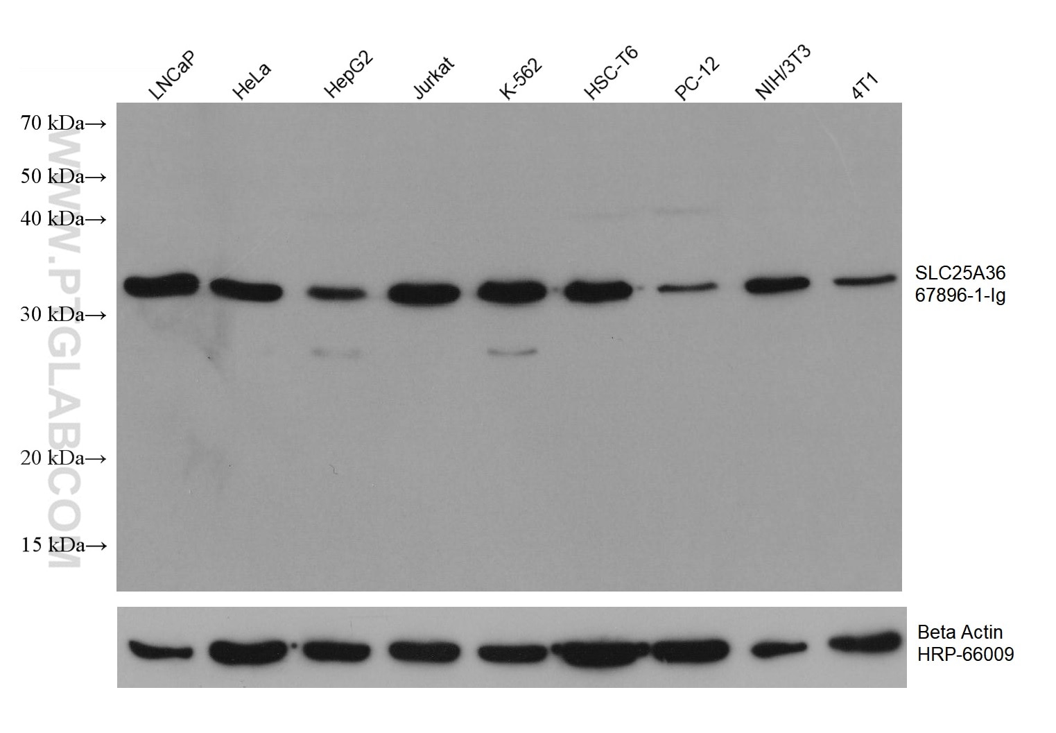 Western Blot (WB) analysis of various lysates using SLC25A36 Monoclonal antibody (67896-1-Ig)