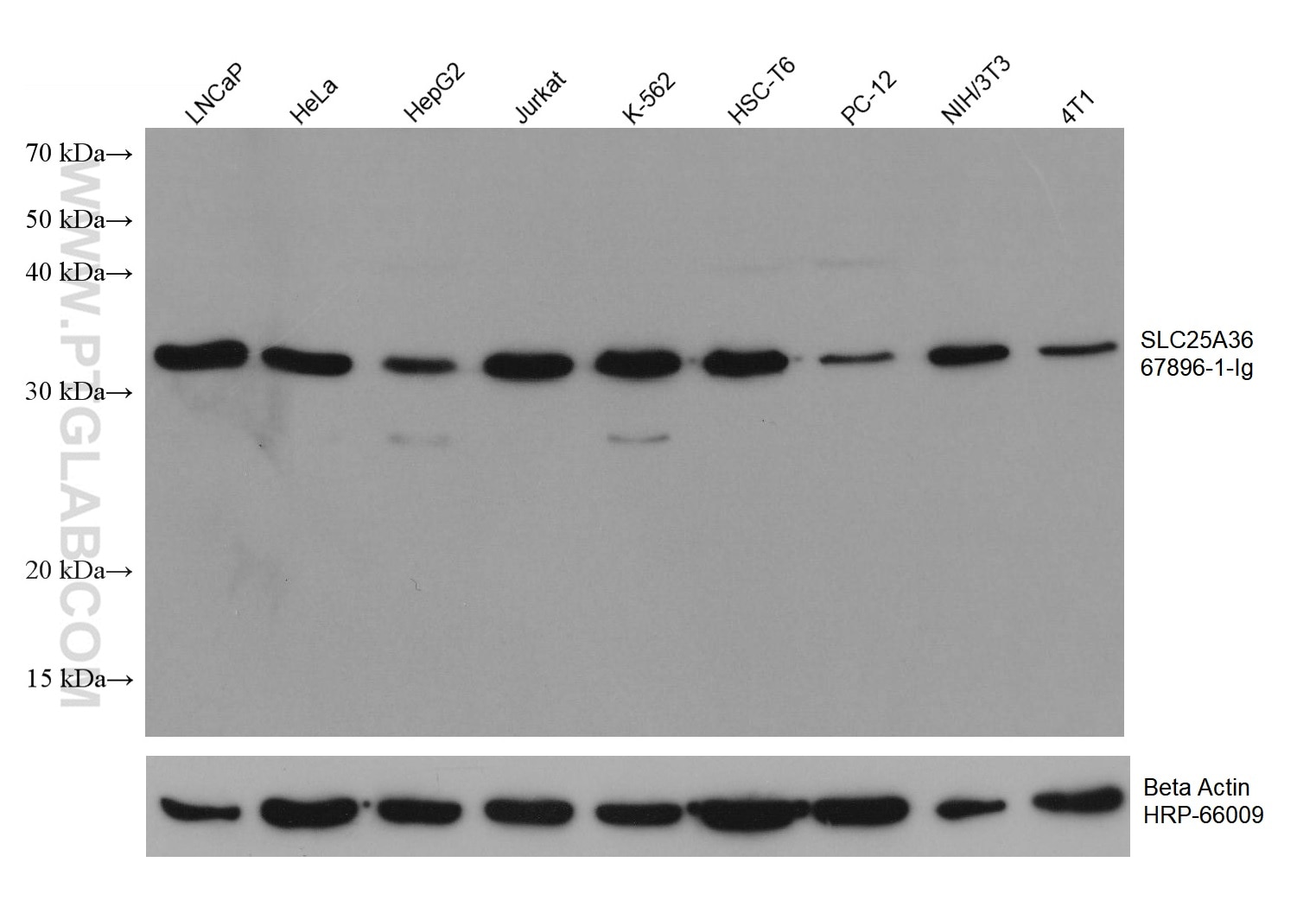 WB analysis using 67896-1-Ig