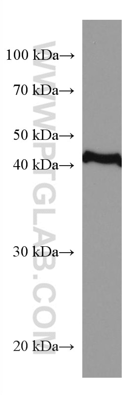 Western Blot (WB) analysis of L02 cells using Mitoferrin 1 Monoclonal antibody (67593-1-Ig)