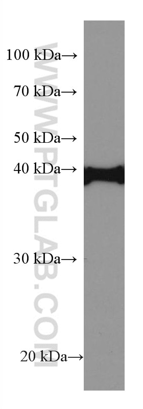 Western Blot (WB) analysis of K-562 cells using Mitoferrin 1 Monoclonal antibody (67593-1-Ig)