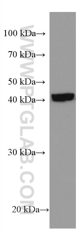 Western Blot (WB) analysis of human placenta tissue using Mitoferrin 1 Monoclonal antibody (67593-1-Ig)