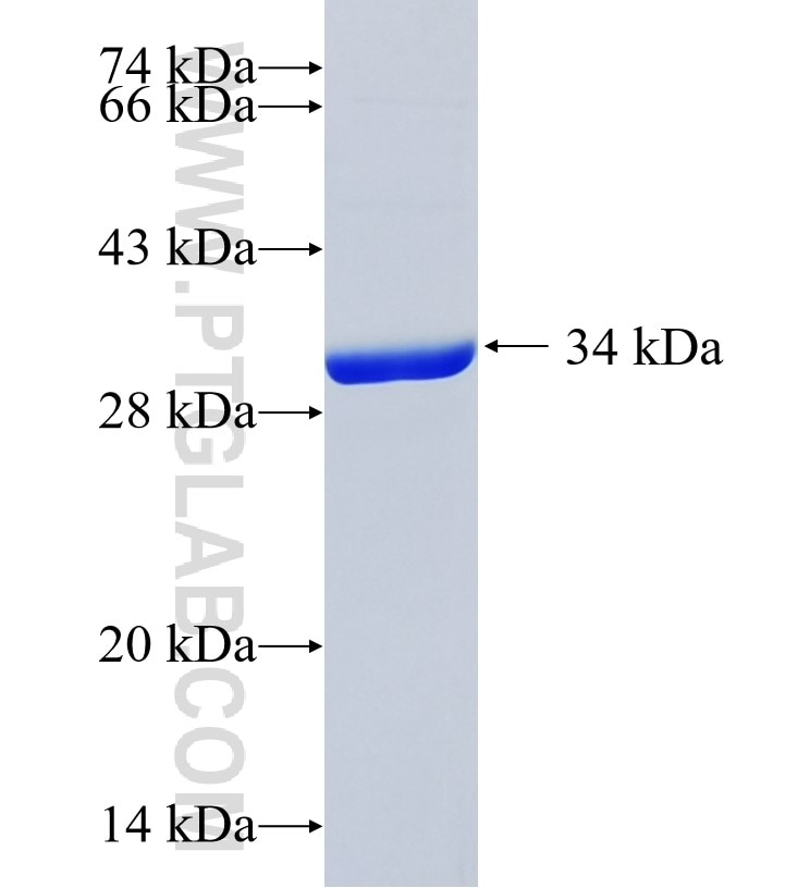 SLC25A37 fusion protein Ag24876 SDS-PAGE