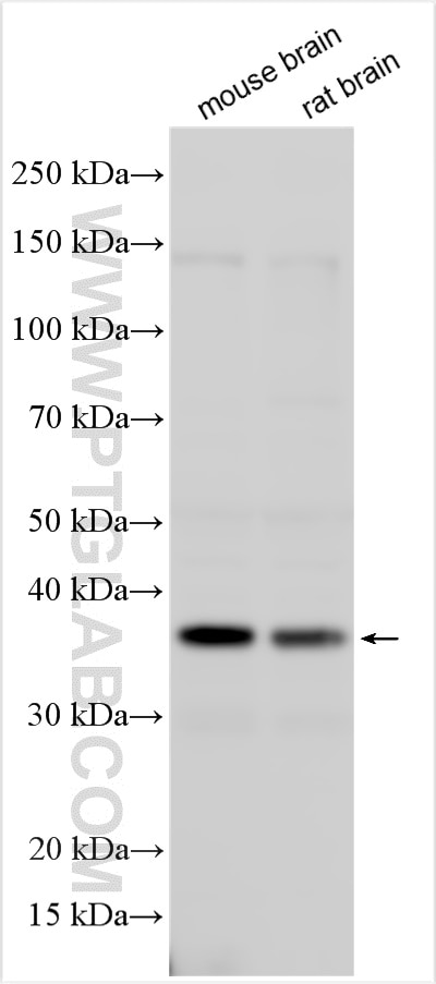 Western Blot (WB) analysis of various lysates using SLC25A39 Polyclonal antibody (14963-1-AP)