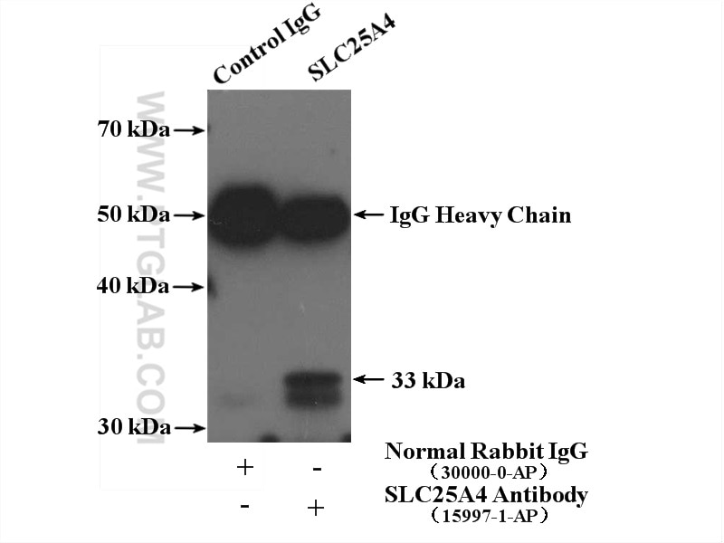Immunoprecipitation (IP) experiment of mouse heart tissue using ANT1/2 Polyclonal antibody (15997-1-AP)
