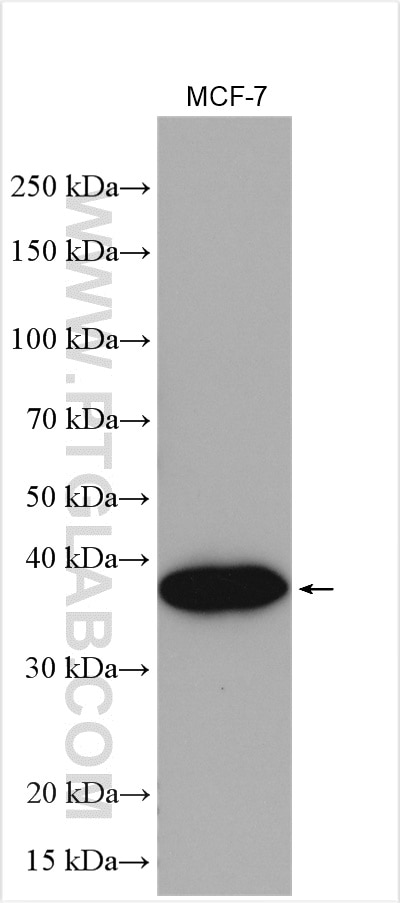 Western Blot (WB) analysis of MCF-7 cells using ANT1/2 Polyclonal antibody (15997-1-AP)