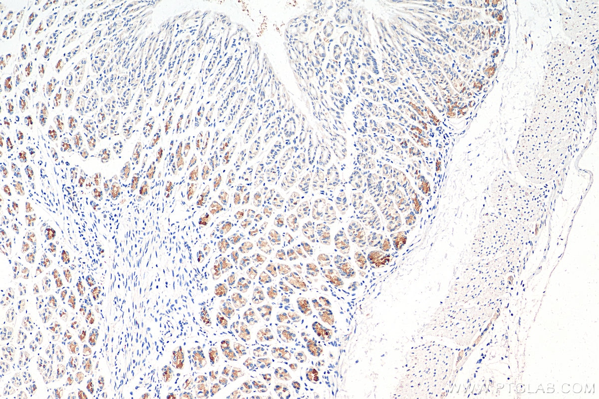 Immunohistochemistry (IHC) staining of mouse stomach tissue using SLC25A4 Polyclonal antibody (30631-1-AP)