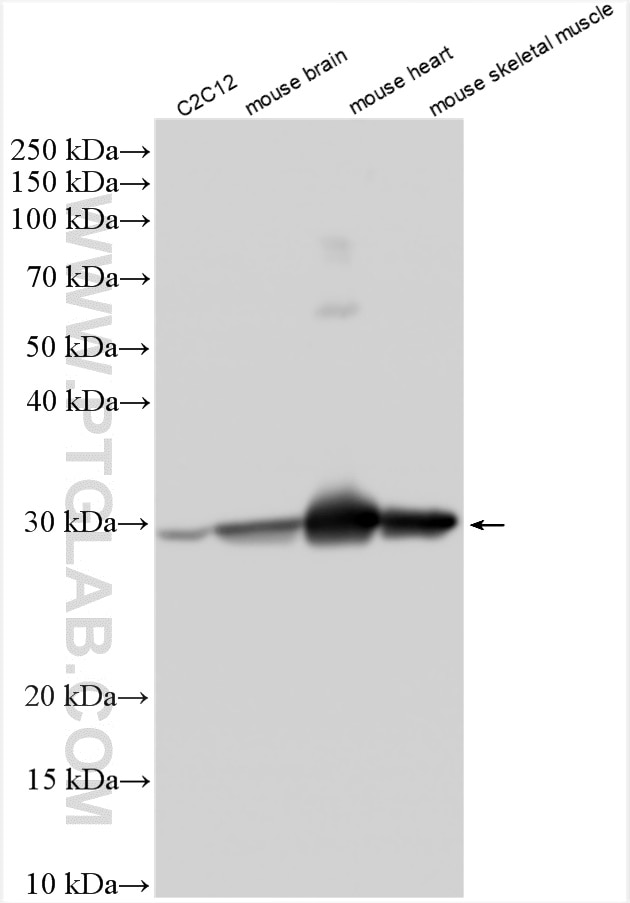 Western Blot (WB) analysis of various lysates using SLC25A4 Polyclonal antibody (30631-1-AP)