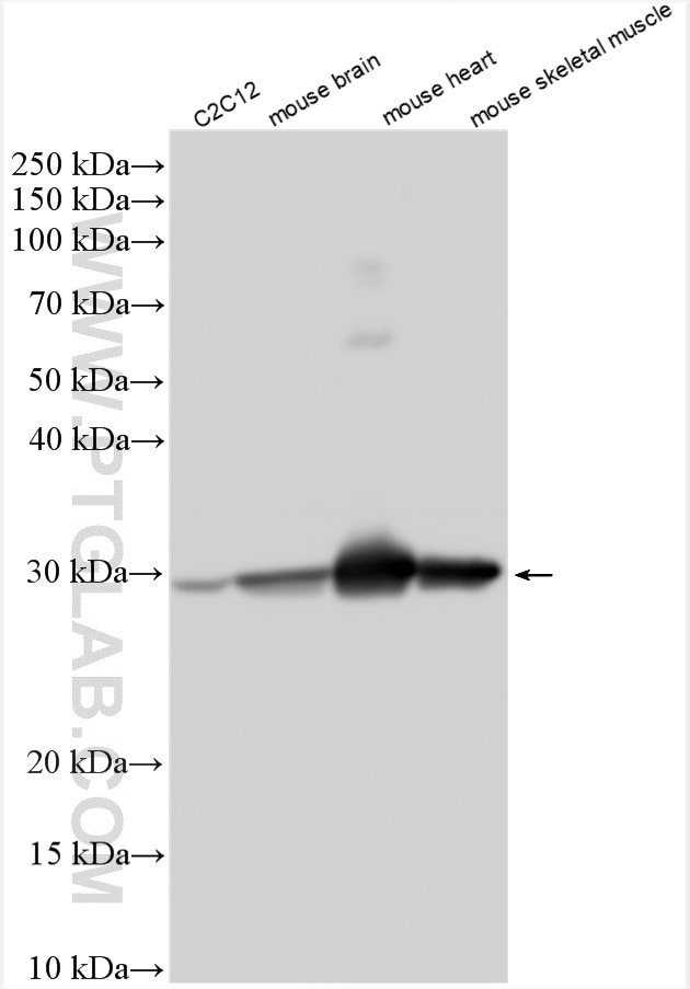 WB analysis using 30631-1-AP