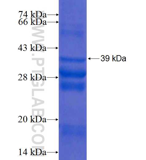 SLC25A4 fusion protein Ag7787 SDS-PAGE