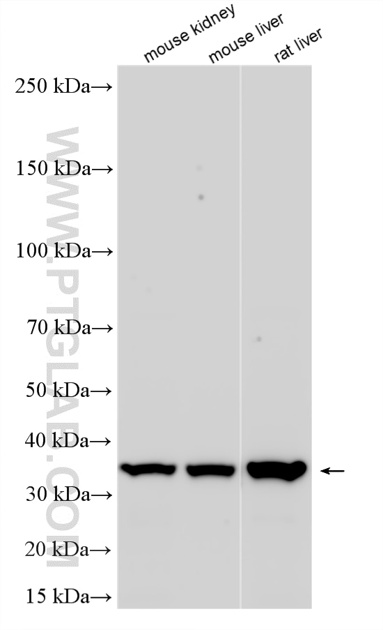 WB analysis using 20615-1-AP Western Blot (WB) analysis of various lysates using SLC25A40 Polyclonal antibody (20615-1-AP)