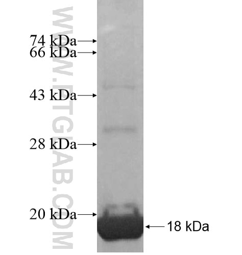 SLC25A40 fusion protein Ag14810 SDS-PAGE