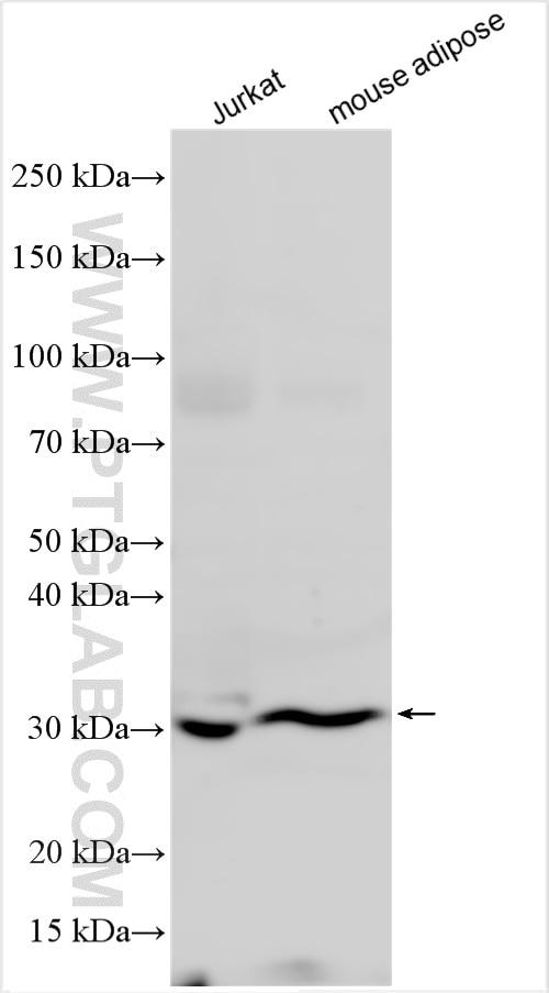 WB analysis using 27720-1-AP Western Blot (WB) analysis of various lysates using SLC25A42 Polyclonal antibody (27720-1-AP)