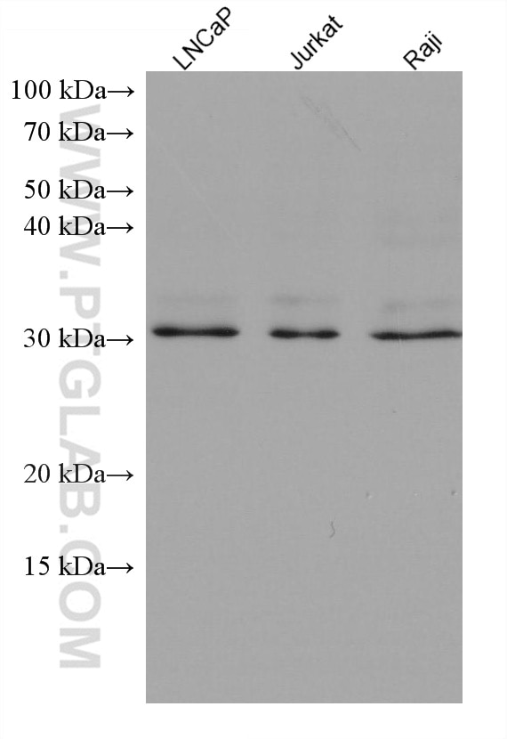 Western Blot (WB) analysis of various lysates using SLC25A42 Monoclonal antibody (67819-1-Ig)