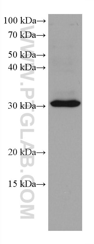 Western Blot (WB) analysis of K-562 cells using SLC25A42 Monoclonal antibody (67819-1-Ig)