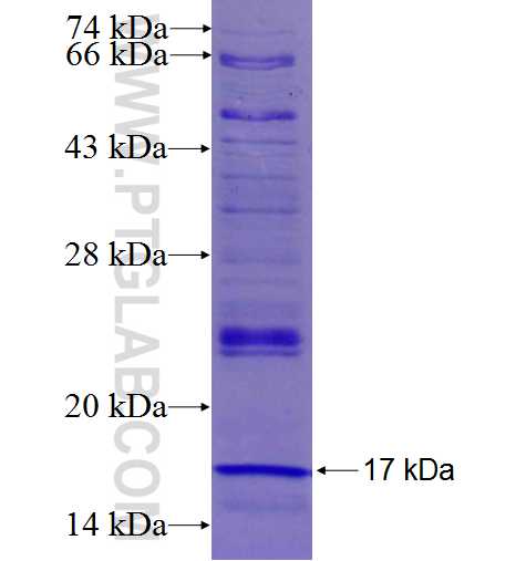 SLC25A42 fusion protein Ag26379 SDS-PAGE