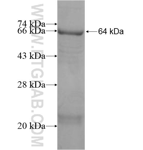 SLC25A43 fusion protein Ag10184 SDS-PAGE