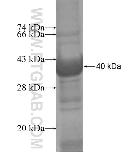 SLC25A43 fusion protein Ag10312 SDS-PAGE