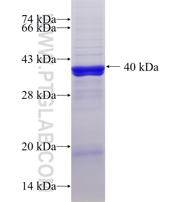 SLC25A43 fusion protein Ag10312 SDS-PAGE