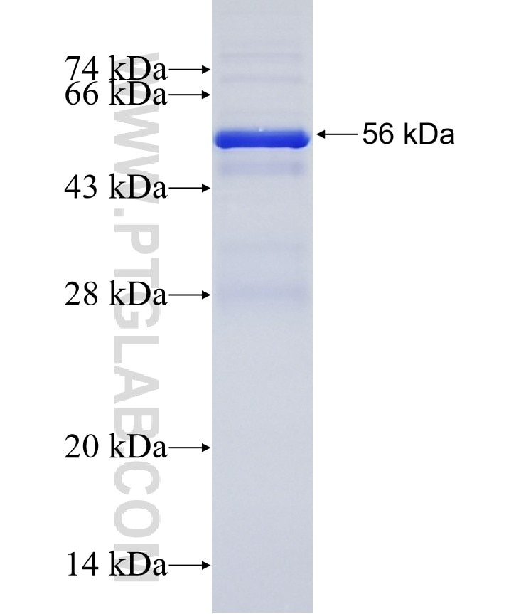 SLC25A44 fusion protein Ag11595 SDS-PAGE