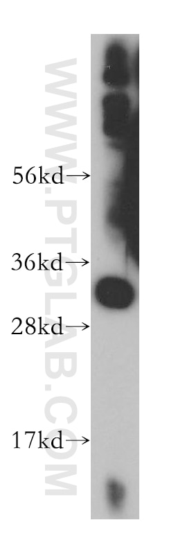 Western Blot (WB) analysis of mouse skeletal muscle tissue using SLC25A45 Polyclonal antibody (14160-1-AP)
