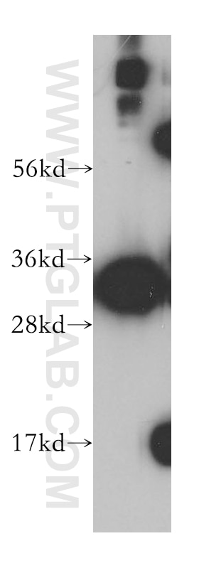 Western Blot (WB) analysis of SH-SY5Y cells using SLC25A45 Polyclonal antibody (14160-1-AP)