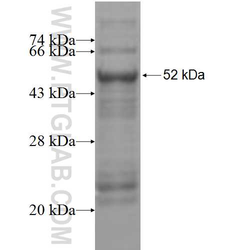 SLC25A45 fusion protein Ag5342 SDS-PAGE