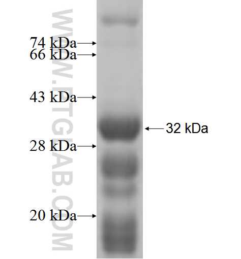 SLC25A45 fusion protein Ag5513 SDS-PAGE