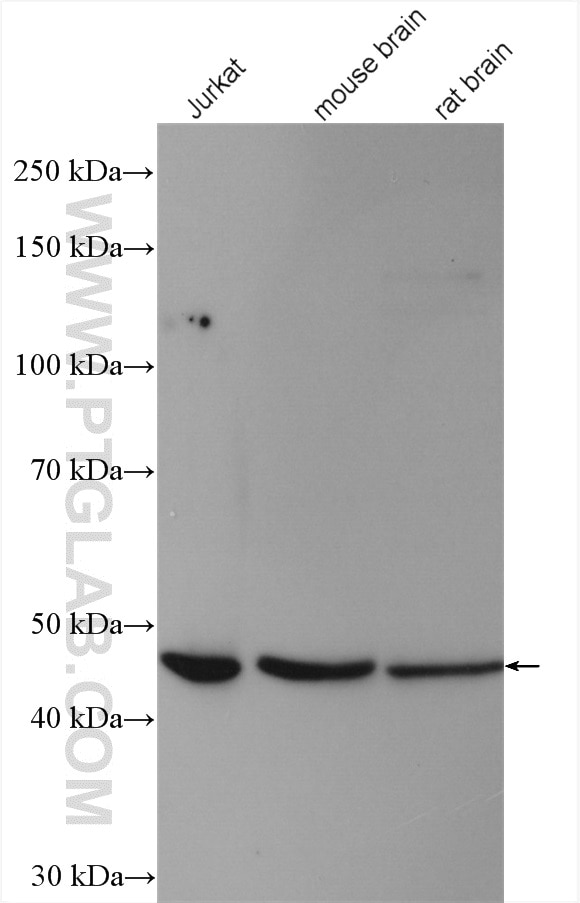 Western Blot (WB) analysis of various lysates using SLC25A46 Polyclonal antibody (12277-1-AP)