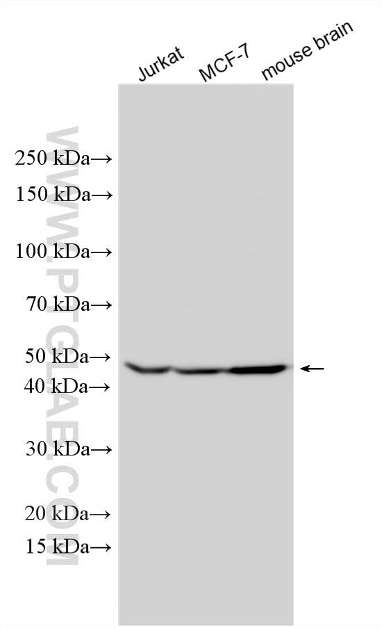 Western Blot (WB) analysis of various lysates using SLC25A46 Polyclonal antibody (12277-1-AP)