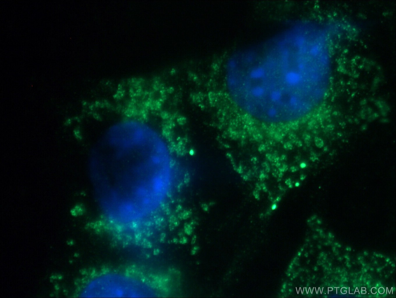 Immunofluorescence (IF) / fluorescent staining of NIH/3T3 cells using SLC25A46 Polyclonal antibody (27869-1-AP)