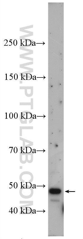 Western Blot (WB) analysis of mouse brain tissue using SLC25A46 Polyclonal antibody (27869-1-AP)