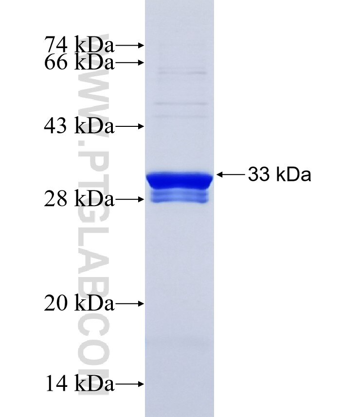 SLC25A48 fusion protein Ag34514 SDS-PAGE
