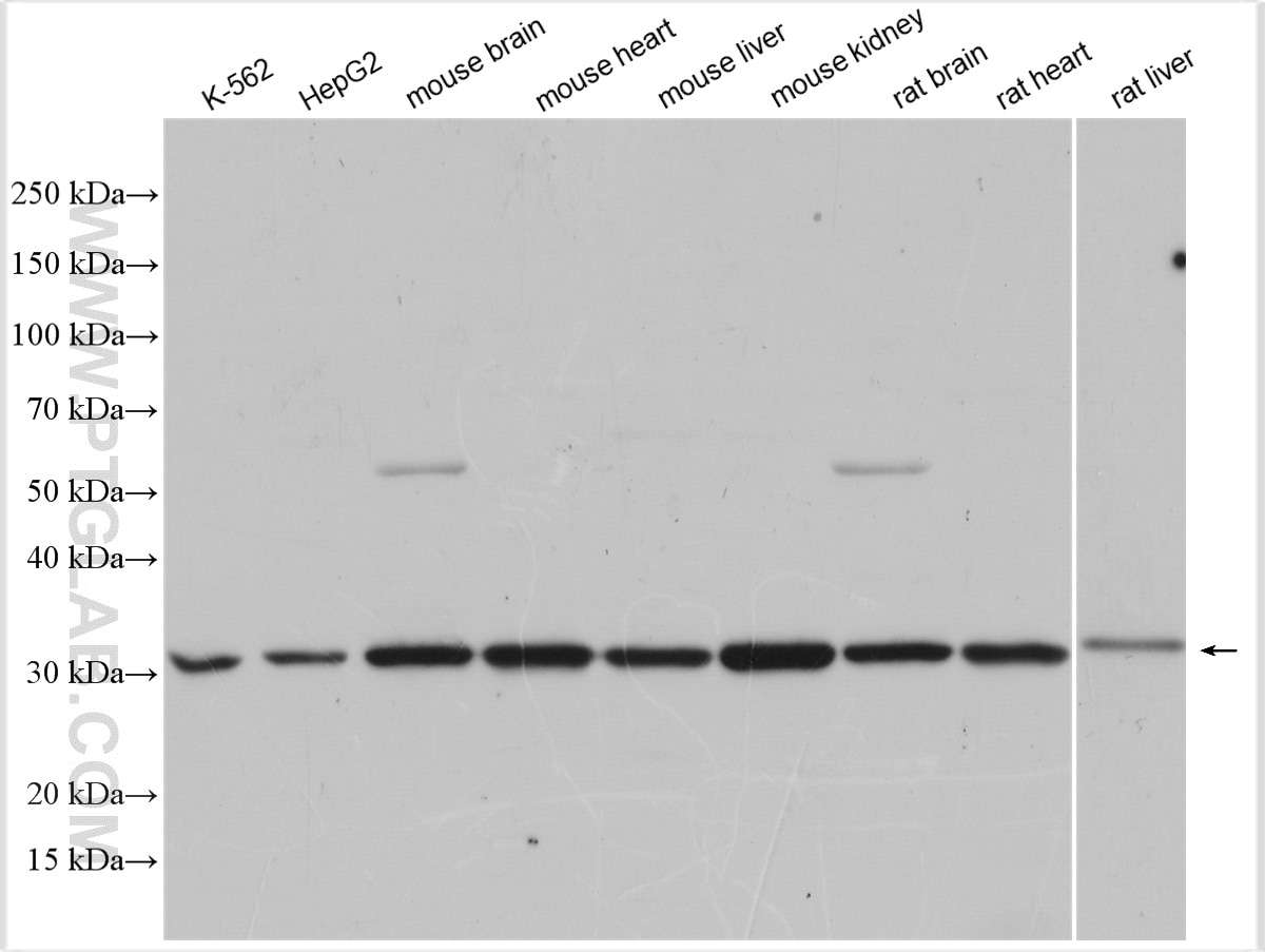 Western Blot (WB) analysis of various lysates using ANT1/2 Polyclonal antibody (17796-1-AP)