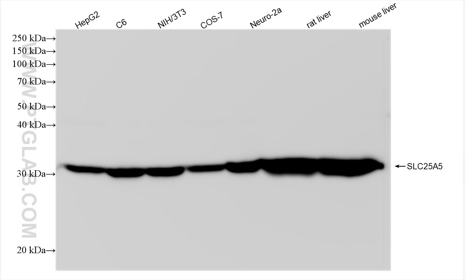 Western Blot (WB) analysis of various lysates using SLC25A5 Recombinant antibody (83104-1-RR)
