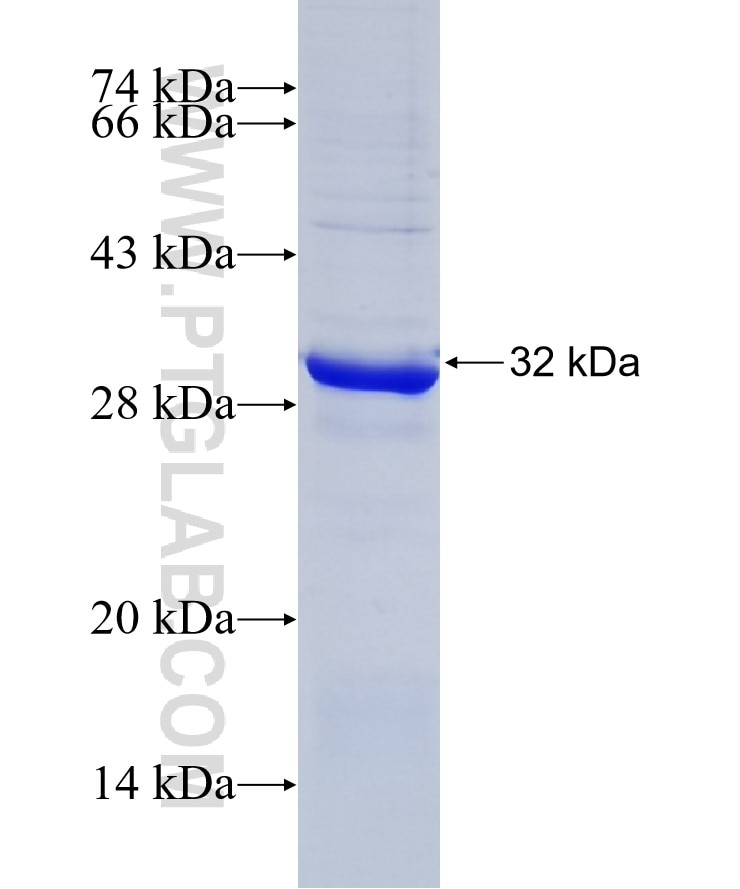 SLC25A5 fusion protein Ag11956 SDS-PAGE