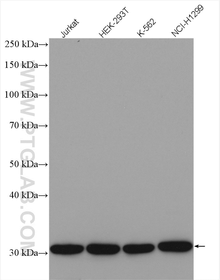 Western Blot (WB) analysis of various lysates using SLC25A6 Polyclonal antibody (51031-1-AP)