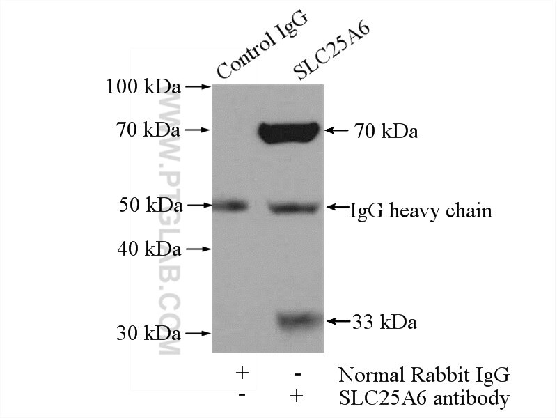 Immunoprecipitation (IP) experiment of mouse liver tissue using SLC25A6-Specific Polyclonal antibody (14841-1-AP)