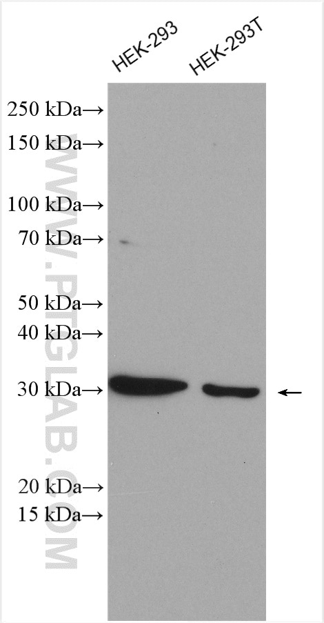 Western Blot (WB) analysis of HEK-293 cells using SLC25A6-Specific Polyclonal antibody (14841-1-AP)