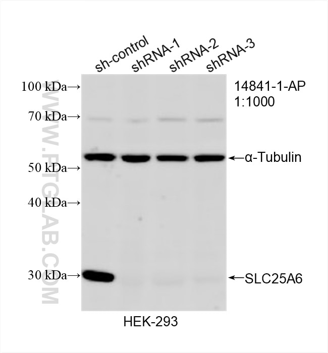 Western Blot (WB) analysis of HEK-293 cells using SLC25A6-Specific Polyclonal antibody (14841-1-AP)