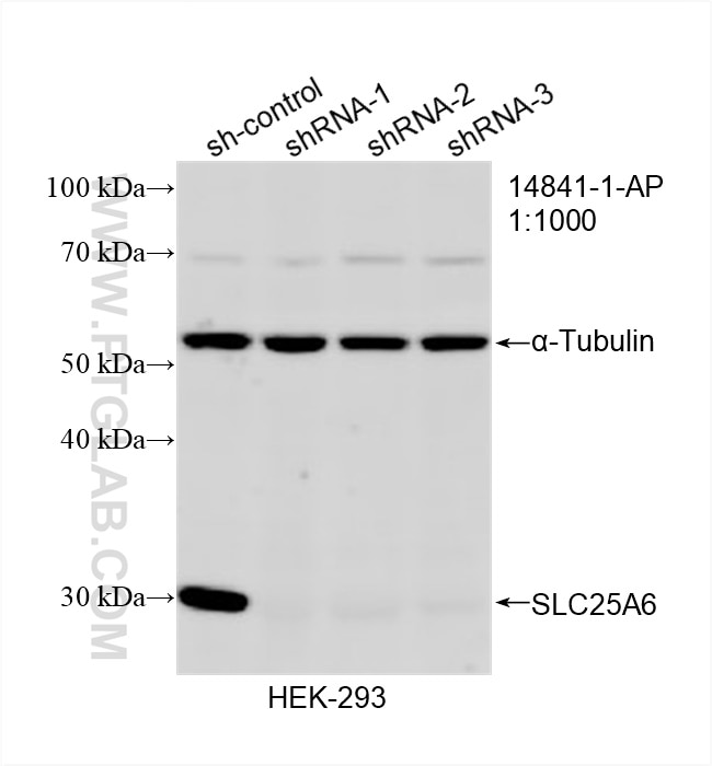 WB analysis of HEK-293 using 14841-1-AP